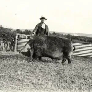 Farmer with pig, Cocking Causeway, July 1933
