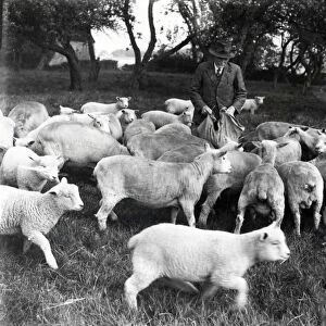 Feeding the sheep - July 1944