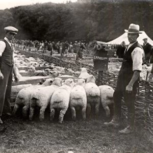 Findon Sheep Fair, 1931