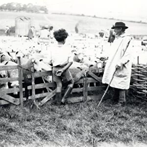 Findon Sheep Fair, September 1930