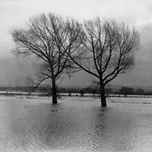 Flooded landscape at Pulborough, c1930
