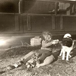 Girl with chicks and dog on West Chiltington poultry farm, Sussex