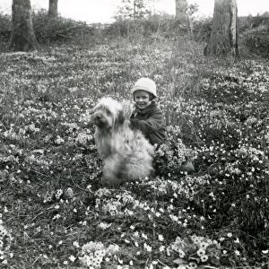 Girl and dog among the wild primroses at Ashington, April 1927