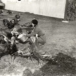 Girl feeding turkeys at South Farm Petworth, 16 September 1931