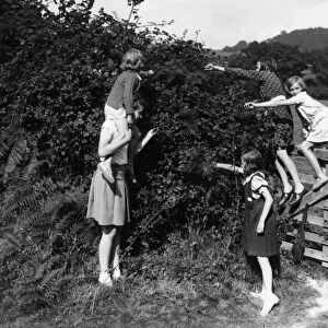 Six girls picking berries, September 1939