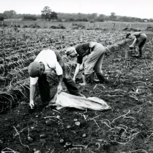 Harvesting the potato crop at Bridgelands Farm, Iping, near Midhurst