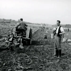 Harvesting the potato crop at Bridgelands Farm, Iping, near Midhurst