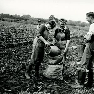 Harvesting the potato crop at Bridgelands Farm, Iping, near Midhurst