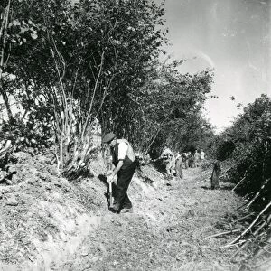 Hedging and Ditching Competition - 4 October 1947