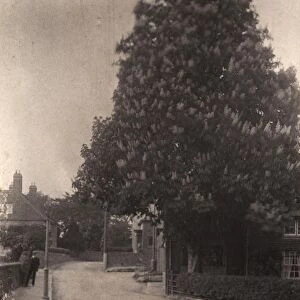 Horse Chestnut Tree at Ditchling, 1906