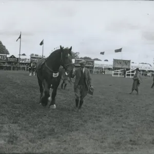 A horse at the Sussex County Show at Chichester june 1933 A horse at the Sussex County Show at Chichester june 1933