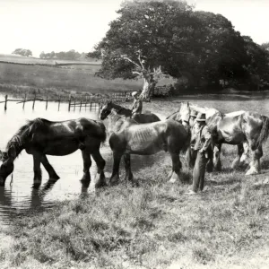 Horses drinking at pond, 1932