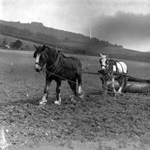 Two horses rolling a field on the top of South Downs, May 1928