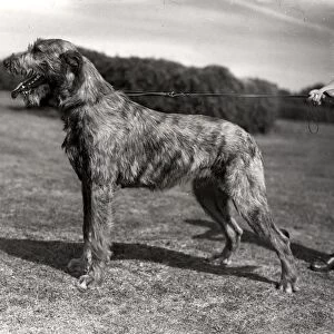 Irish Wolfhound in a field in Sussex