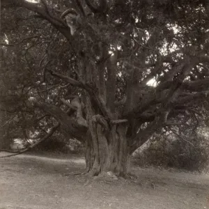 Kingley Vale, 1910 Kingley Vale, 1910
