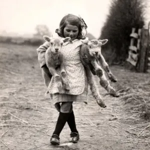 Lambs at Hoes Farm, Petworth, 1932