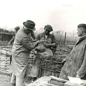 Lambs being trademarked at Home Farm, Lidsey, March 1938