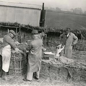 Lambs being trademarked at Home Farm, Lidsey. March 1938