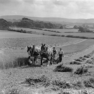 Linseed mowing at Strood, West Sussex, August 1933