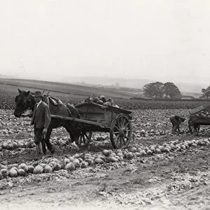 Loading and carting mangolds at Upperton