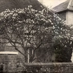 Magnolia tree in Walberton, 1902 Magnolia tree in Walberton, 1902