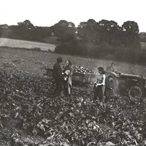 Mangold pulling at Barlavington, October 1939