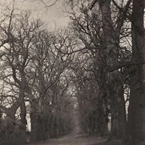 Midhurst: Chestnut Avenue, Cowdray Park, 1907