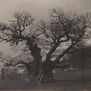 Midhurst: Queen Elizabeths Oak in Cowdray Park, 1907