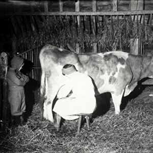 Milking cow, December 1941