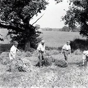 Pea Cutting at Balls Cross - August 1938