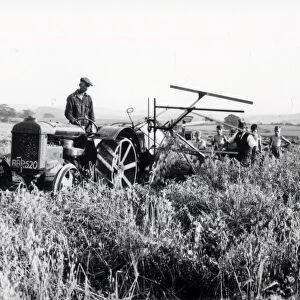 Pea Cutting at South Grove - September 1939