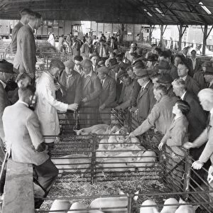 Pigs at Chichester market, 1960s