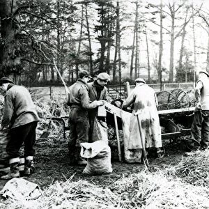 Potato Grading at Burton Park - January 1949