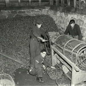 Potato Grading Machine - March 1946