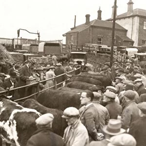 Pulborough Fat Stock Show, December 1933