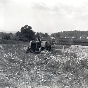Pyrethrum harvesting at Fittleworth, June 1937