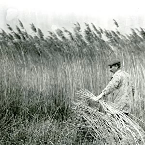 Reed cutting at Amberley, Sussex