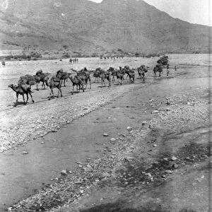 RSR 2 / 6th Battalion, Camel Transport