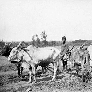 RSR 2 / 6th Battalion, Native Ploughs, near Bangalore, 1916