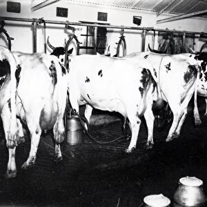 Shaxson Dairies, Elstead - June 1938