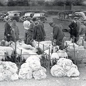 Sheep and their fleece - 24 May 1947
