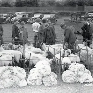 Sheep and their fleece - 24 May 1947
