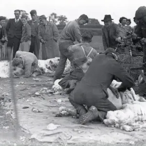 Sheep Shearers - 24 May 1947