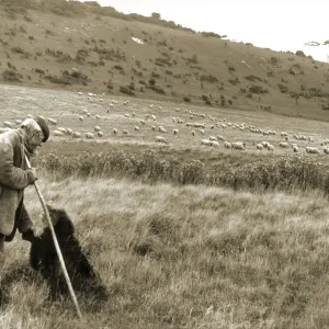 Shepherd and dog, Salvington, near Worthing