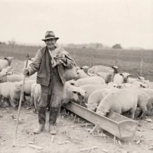 Shepherd and sheep at feeding time, Byworth, October 1933