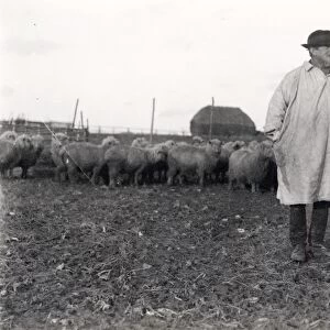 Shepherd with his sheepdog and flock, January 1925