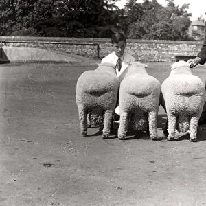 Southdown Sheep Show showing the rear view of three sheep