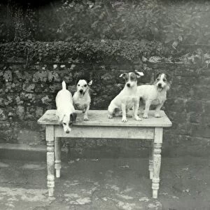 Tillington House Terriers