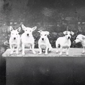 Tillington Terriers - 1938