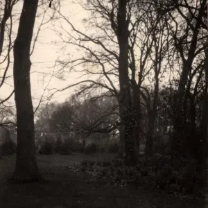 Trees in the grounds of Aldwick Manor, 1909 Trees in the grounds of Aldwick Manor, 1909